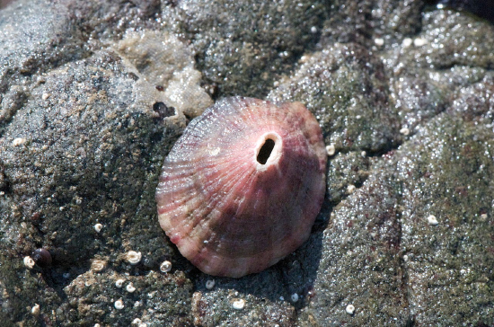  Fissurella volcano (Volcano Limpet)